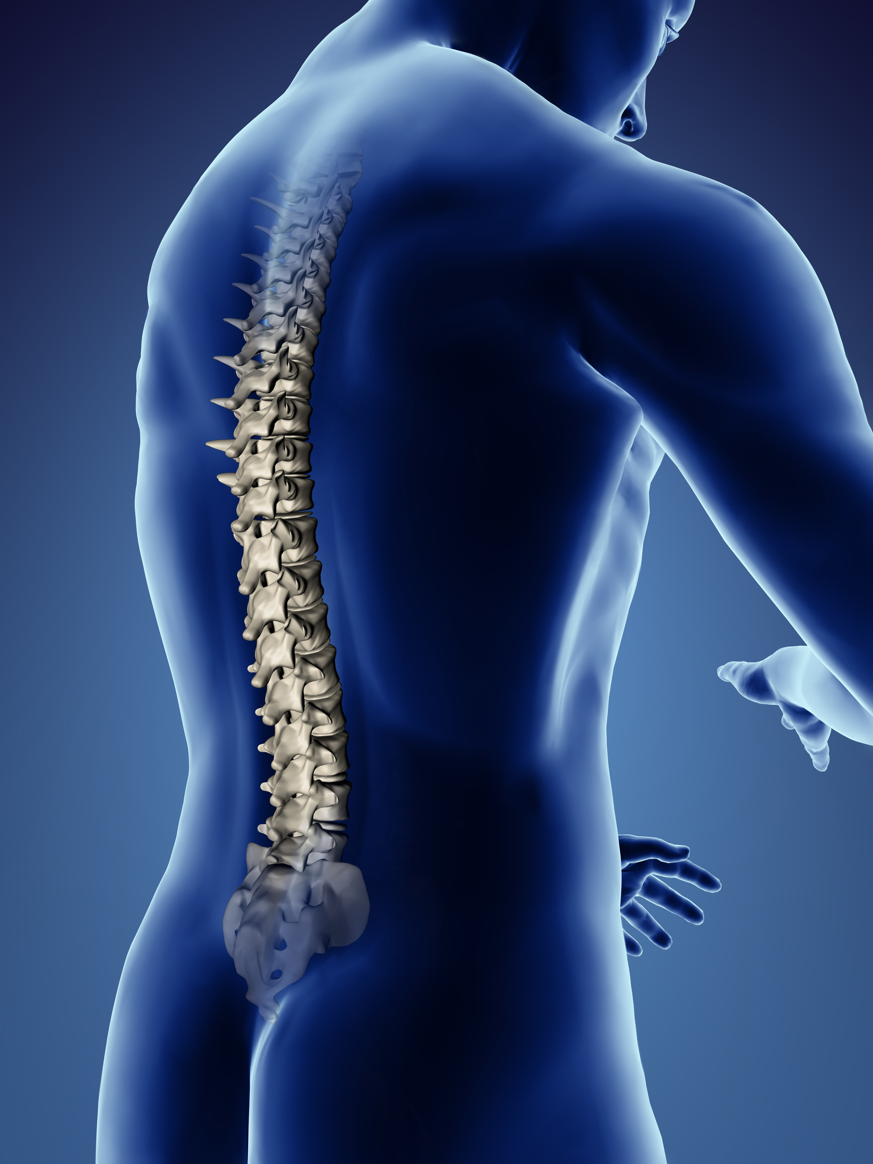 Human spine